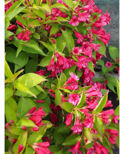 Weigela 'Eva Rathke' - weigelia