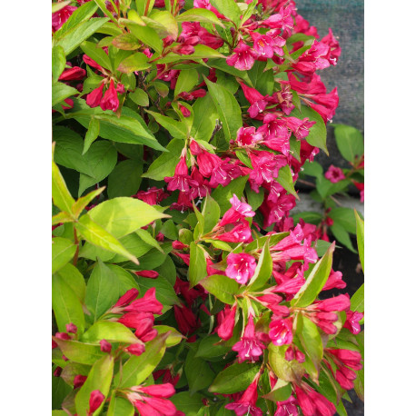 Weigela 'Eva Rathke' - weigelia