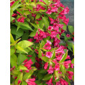 Weigela 'Eva Rathke' - weigelia