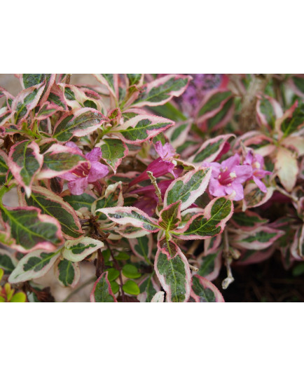 Weigela 'Monet'® (Verweg) - weigelia panaché