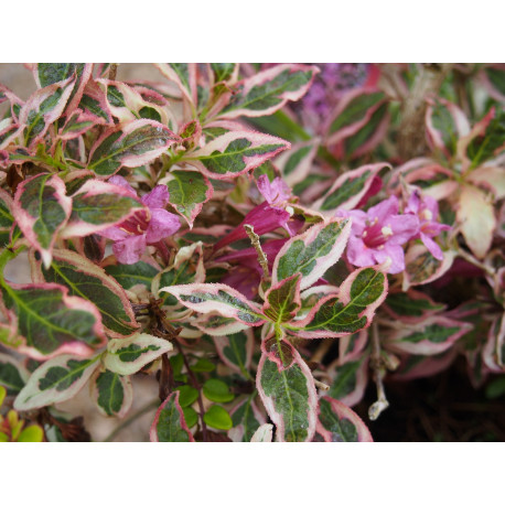 Weigela 'Monet'® (Verweg) - weigelia panaché