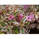 Weigela 'Monet'® (Verweg) - weigelia panaché