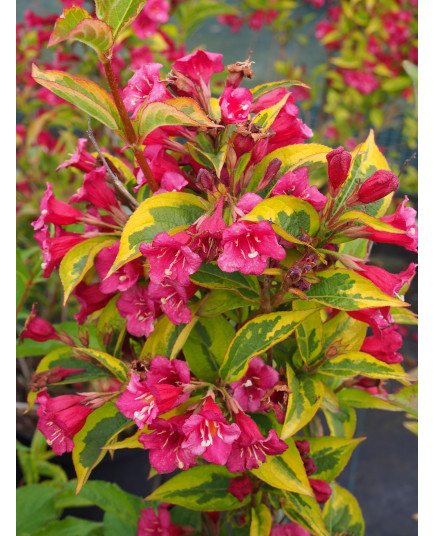 Weigela 'Moulin Rouge'® - weigelia panaché