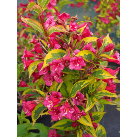 Weigela 'Moulin Rouge'® - weigelia panaché