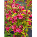 Weigela 'Moulin Rouge'® - weigelia panaché