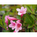 Weigela 'Pink Poppet'® (Plangeni)- weigelia