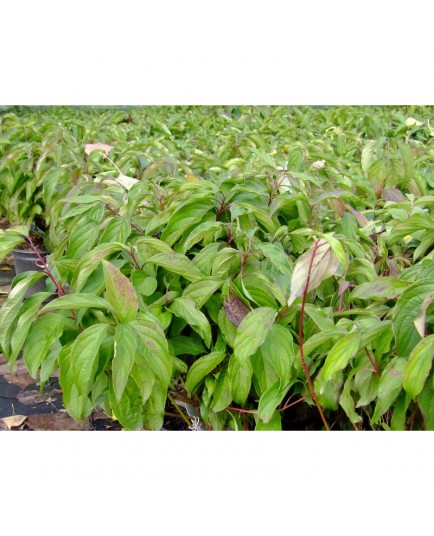 Cornus stolonifera 'Kelseyi'- Cornouiller