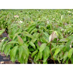 Cornus stolonifera 'Kelseyi'- Cornouiller