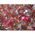 Weigela florida 'Alexandra'® (Wines & roses) - weigelia pourpre