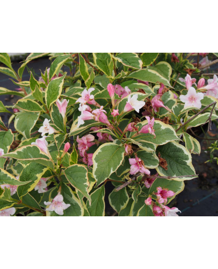 Weigela florida 'Variegata' - weigelia panaché