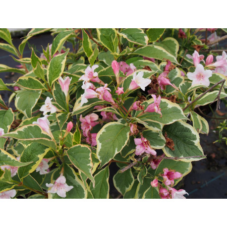 Weigela florida 'Variegata' - weigelia panaché