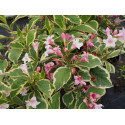 Weigela florida 'Variegata' - weigelia panaché