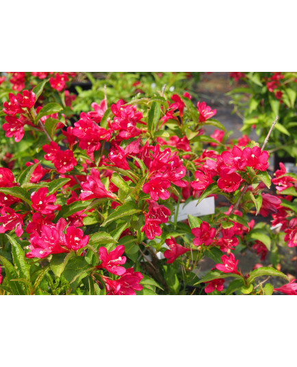 Weigela 'Nain Rouge'® (Courtanin) - weigelia