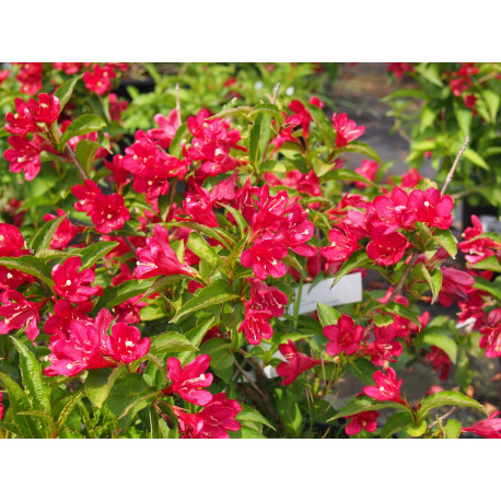 Weigela 'Nain Rouge'® (Courtanin) - weigelia