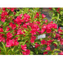 Weigela 'Nain Rouge'® (Courtanin) - weigelia