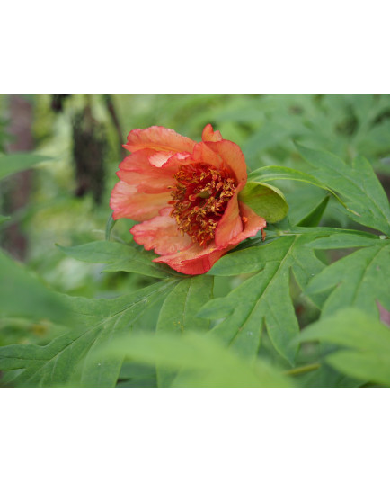 Paeonia delavayi f. trollioides - pivoine en arbre