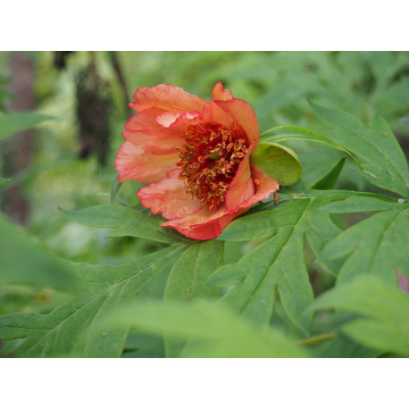 Paeonia delavayi f. trollioides - pivoine en arbre