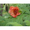 Paeonia delavayi f. trollioides - pivoine en arbre