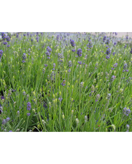 Lavandula angustifolia 'Essence Purple' ®