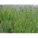 Lavandula angustifolia 'Essence Purple' ®