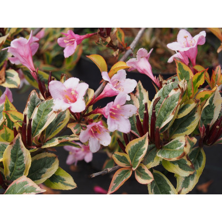 Weigela florida 'Magical Rainbow' ®