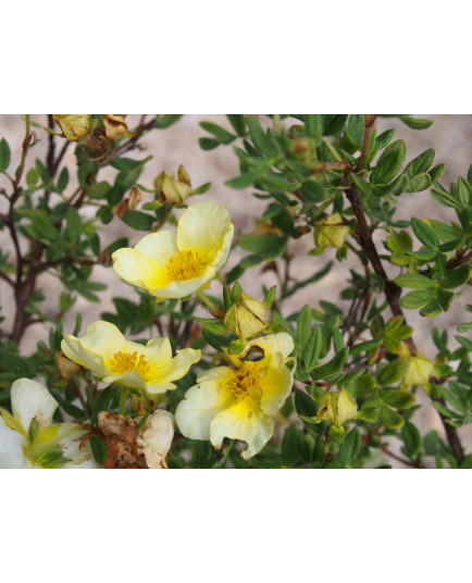 Potentilla fruticosa 'Limelight'