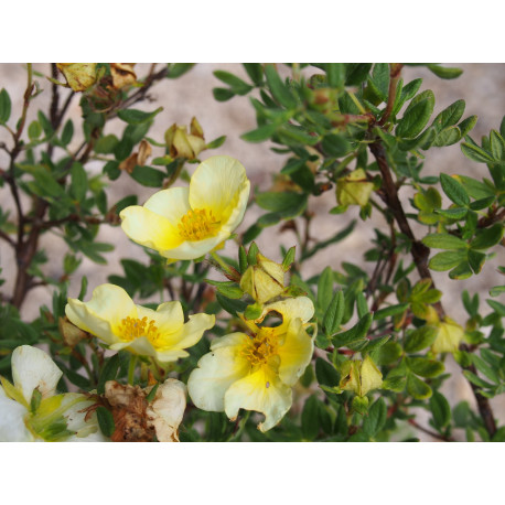 Potentilla fruticosa 'Limelight'