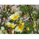 Potentilla fruticosa 'Limelight'