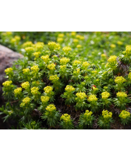 Azorella trifurcata 'Nana' -Coussin des Andes