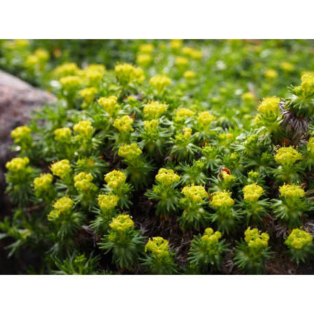 Azorella trifurcata 'Nana' -Coussin des Andes