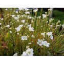 Minuartia capillacea - Minuartie à feuilles de lin