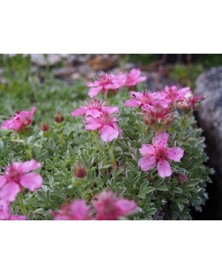 Potentilla nitida 'Compacta' - potentille luisante naine