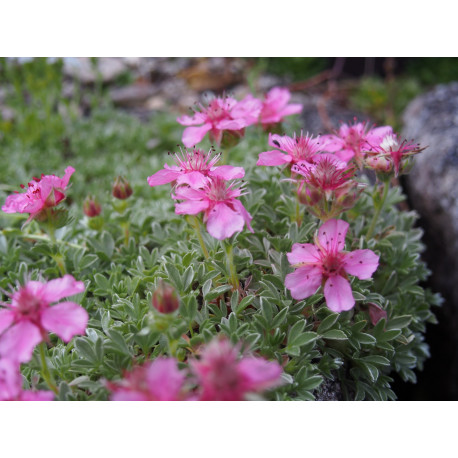 Potentilla nitida 'Compacta' - potentille luisante naine