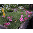 Potentilla nitida 'Compacta' - potentille luisante naine