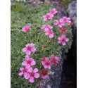 Potentilla nitida 'Compacta' - potentille luisante naine