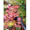 Saxifraga paniculata 'Rosea Splendens'