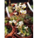 Saxifraga paniculata 'Whitehill' - Saxifrage