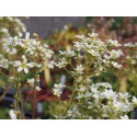 Saxifraga crustata - Saxifrage incrustée