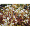 Saxifraga trifurcata - Saxifrage