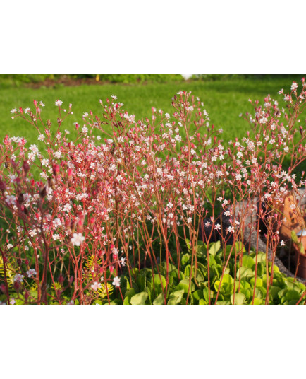 Saxifraga urbium x 'Aureopunctata' - Saxifrage panachée