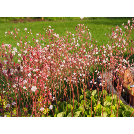 Saxifraga urbium x 'Aureopunctata' - Saxifrage panachée