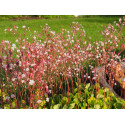 Saxifraga urbium x 'Aureopunctata' - Saxifrage panachée