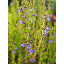 Scutellaria parvula