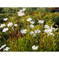 Heliosperma pusillum- Silene des Alpes