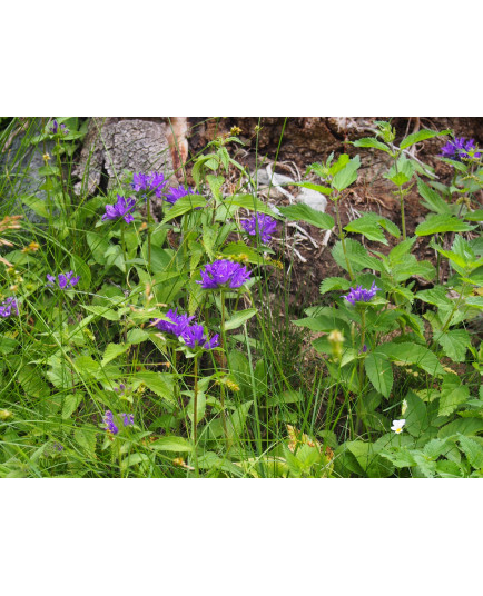 Campanula glomerata 'Acaulis' - Campanule