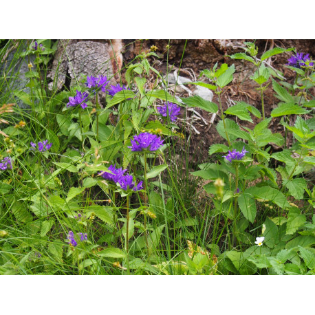 Campanula glomerata 'Acaulis' - Campanule