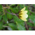 Dryas drummondii 'Grandiflora' - Dryade , thé suisse