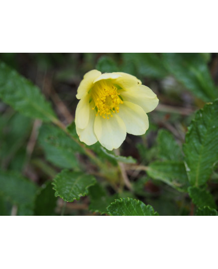 Dryas drummondii 'Grandiflora' - Dryade , thé suisse