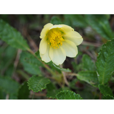 Dryas drummondii 'Grandiflora' - Dryade , thé suisse