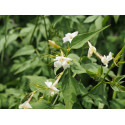 Jasminum officinale - Jasmin officinal, jasmins blancs